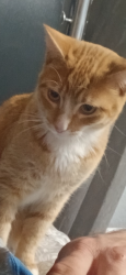 Lost Male Cat last seen commercial grant , Springfield, MO 65803