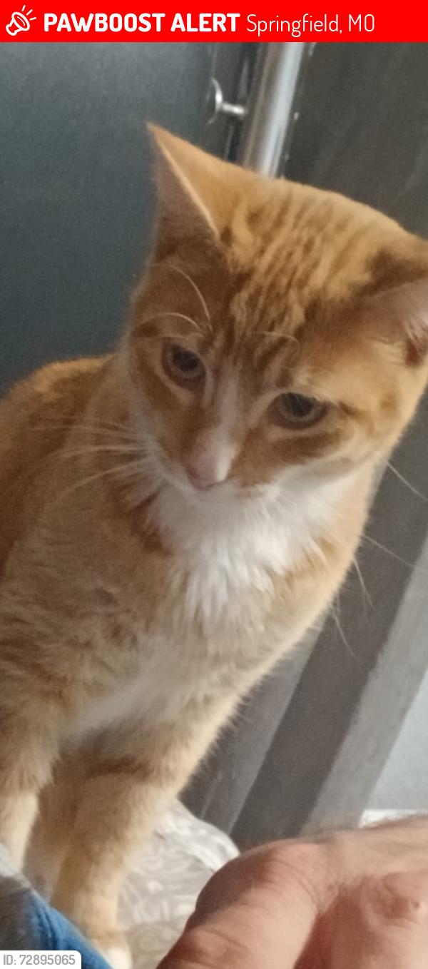 Lost Male Cat last seen commercial grant , Springfield, MO 65803