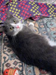 Lost Female Cat last seen Near quality circle number 76, Johnson City, TN 37615