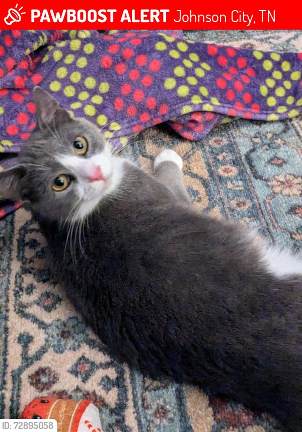 Lost Female Cat last seen Near quality circle number 76, Johnson City, TN 37615