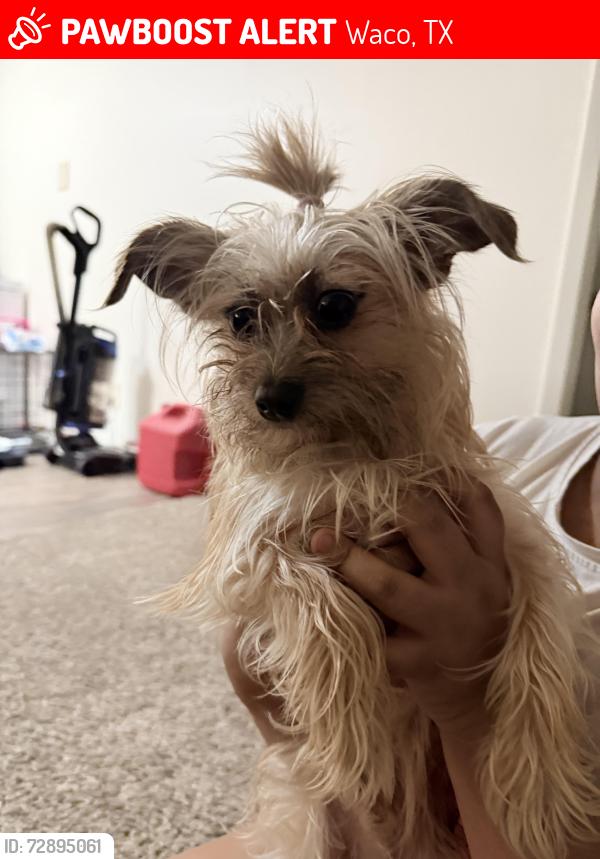 Lost Male Dog last seen McKenzie st Waco Tx , Waco, TX 76714