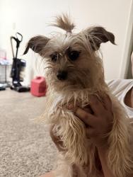 Lost Male Dog last seen McKenzie st Waco Tx , Waco, TX 76714