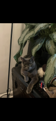 Lost Male Cat last seen Chattfield Avenue , Cleveland, OH 44135