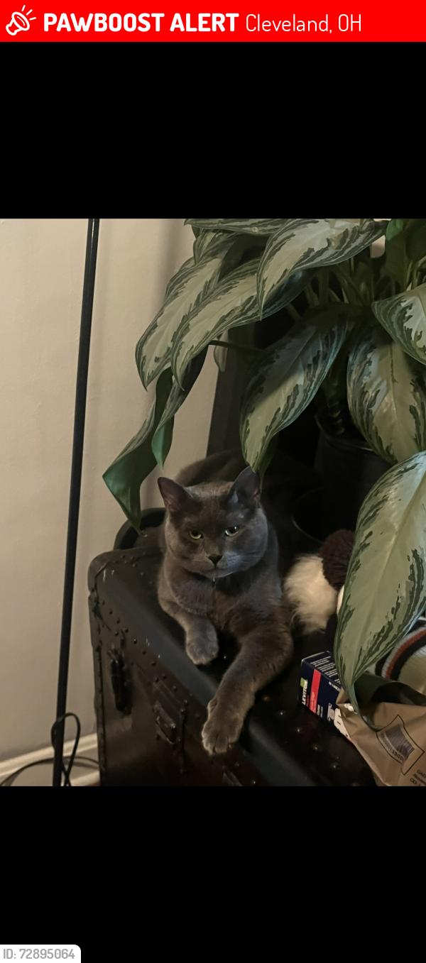 Lost Male Cat last seen Chattfield Avenue , Cleveland, OH 44135