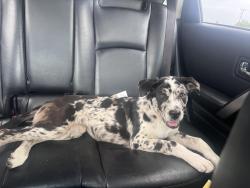 Found/Stray Female Dog last seen Nelson and Sunset, City of Industry, CA 91744