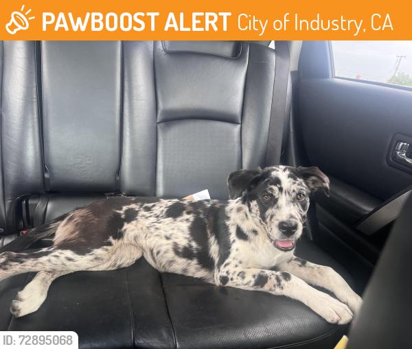 Found/Stray Female Dog last seen Nelson and Sunset, City of Industry, CA 91744
