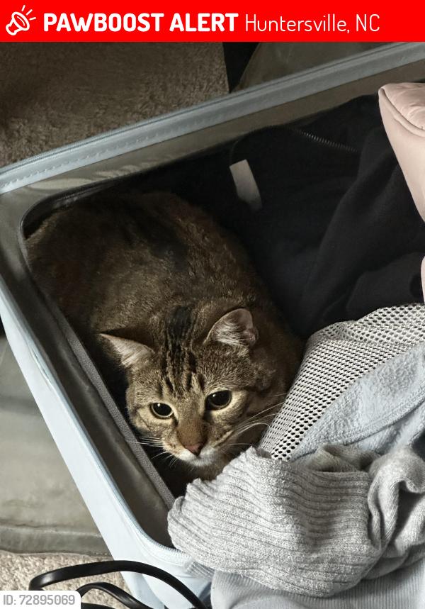 Lost Male Cat last seen Near TRAILS END LN HUNTERSVILLE, NC 28078-4654, Huntersville, NC 28078