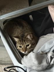 Lost Male Cat last seen Near TRAILS END LN HUNTERSVILLE, NC 28078-4654, Huntersville, NC 28078