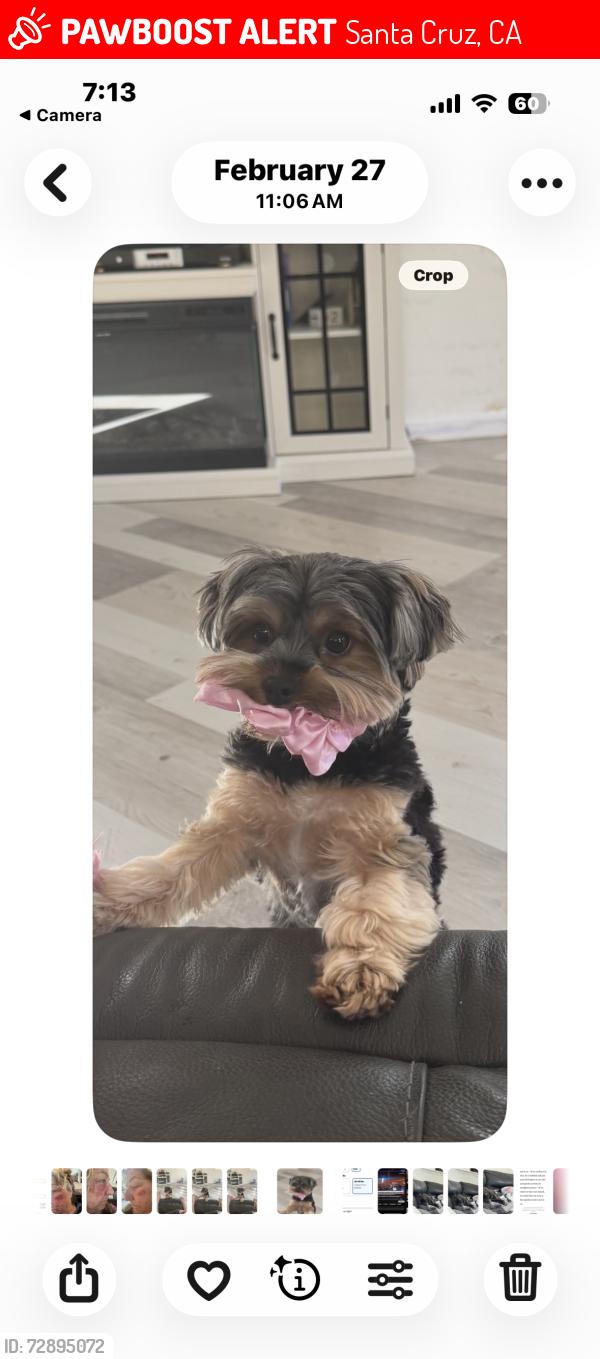 Lost Female Dog last seen Western drive, Santa Cruz, CA 95060