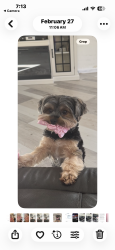 Lost Female Dog last seen Western drive, Santa Cruz, CA 95060