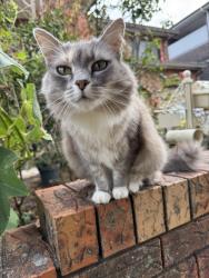 Lost Female Cat last seen Dudley Street, Hurstville, NSW 2220