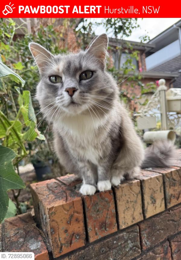 Lost Female Cat last seen Dudley Street, Hurstville, NSW 2220