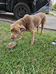 Found/Stray Female Dog last seen MacArthur and Douglas , Watauga, TX 76148