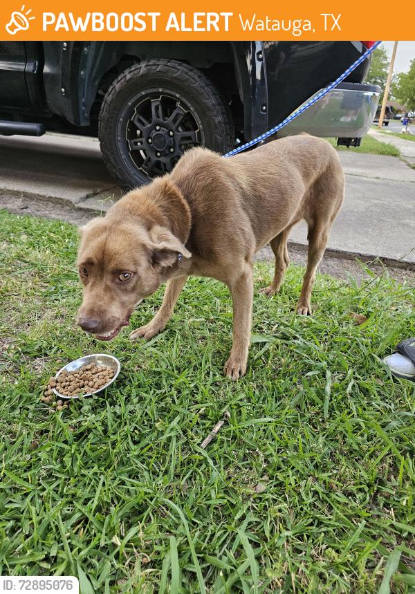 Found/Stray Female Dog last seen MacArthur and Douglas , Watauga, TX 76148