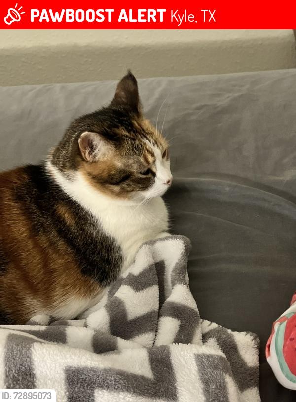 Lost Female Cat last seen Waterleaf neighborhood , Kyle, TX 78640