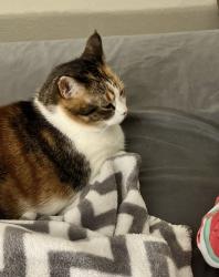 Lost Female Cat last seen Waterleaf neighborhood , Kyle, TX 78640