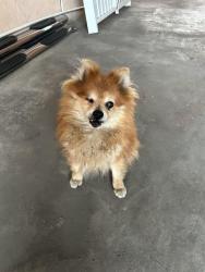 Found/Stray Female Dog last seen Huntington Park 90255 flower st , Huntington Park, CA 90255
