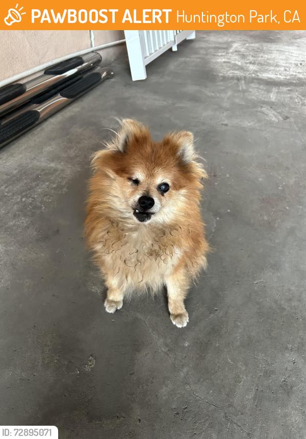Found/Stray Female Dog last seen Huntington Park 90255 flower st , Huntington Park, CA 90255