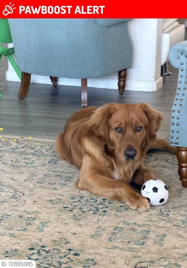 Lost Male Dog last seen Near Alamo dr Rancho Cucamonga ca 91749, Rancho Cucamonga, CA 91739