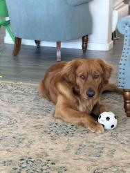 Lost Male Dog last seen Near Alamo dr Rancho Cucamonga ca 91749, Rancho Cucamonga, CA 91739