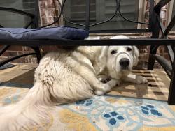 Lost Female Dog last seen Mr Lebanon and Hwy 67, Cedar Hill, TX 75104