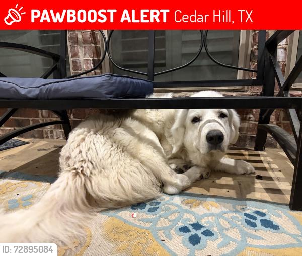 Lost Female Dog last seen Mr Lebanon and Hwy 67, Cedar Hill, TX 75104