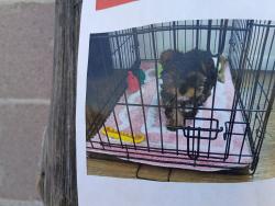 Lost Female Dog last seen Atrisco & Illif, Albuquerque, NM 87105
