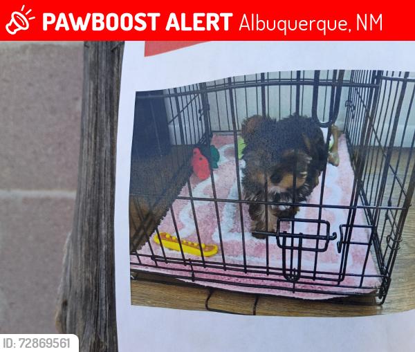 Lost Female Dog last seen Atrisco & Illif, Albuquerque, NM 87105