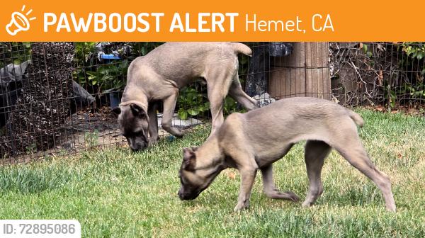 Found/Stray Male Dog last seen Hemet st & Ramona expressway, Hemet, CA 92544