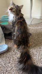 Lost Female Cat last seen Last seen at Quail Ridge, Layton, UT 84040