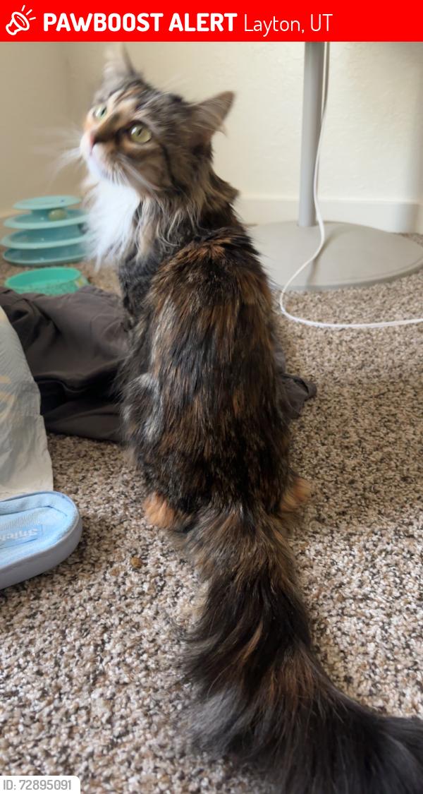 Lost Female Cat last seen Last seen at Quail Ridge, Layton, UT 84040