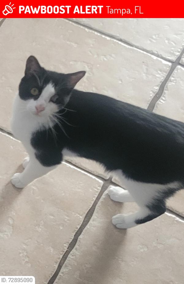 Lost Male Cat last seen Near Black Pine Dr Tampa 33624, Tampa, FL 33624