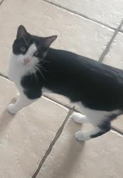 Lost Male Cat last seen Near Black Pine Dr Tampa 33624, Tampa, FL 33624