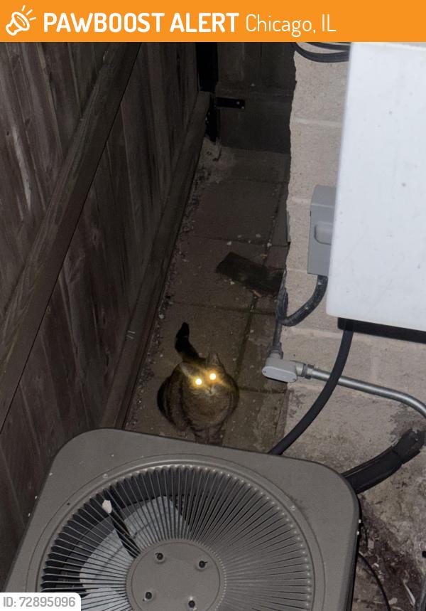 Found/Stray Unknown Cat last seen Diversey and Sheffield , Chicago, IL 60657