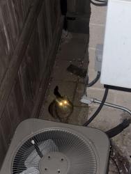Found/Stray Unknown Cat last seen Diversey and Sheffield , Chicago, IL 60657