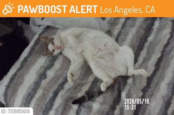 Found/Stray Female Cat last seen CHARLOTTE , Los Angeles, CA 90033