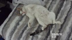 Found/Stray Female Cat last seen CHARLOTTE , Los Angeles, CA 90033