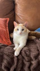 Reunited Male Cat last seen Between Elizebeth and plum , Fort Collins, CO 80521