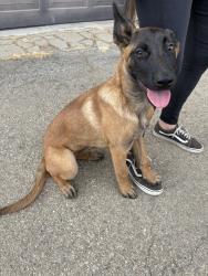 Reunited Female Dog last seen Hiebra / Sierra Valley Agua Dulce , Agua Dulce, CA 91390