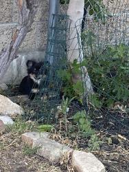 Found/Stray Female Dog last seen 120th and Hoover, Los Angeles, CA 90044