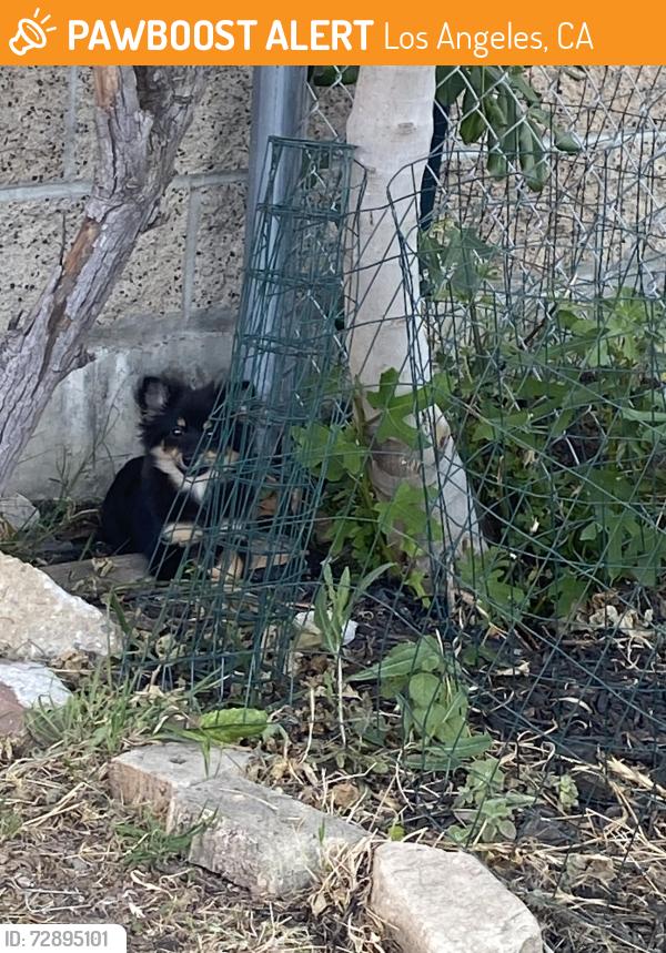 Found/Stray Female Dog last seen 120th and Hoover, Los Angeles, CA 90044