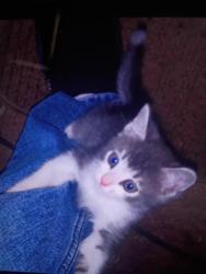 Lost Unknown Cat last seen East road, laun park, cottage hill, Mobile, AL 36693