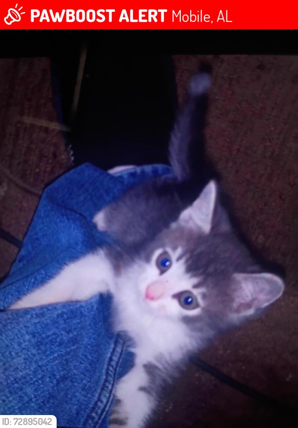 Lost Unknown Cat last seen East road, laun park, cottage hill, Mobile, AL 36693