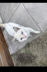 Found/Stray Male Cat last seen Between W B St and N 7th St, Colton, CA 92324