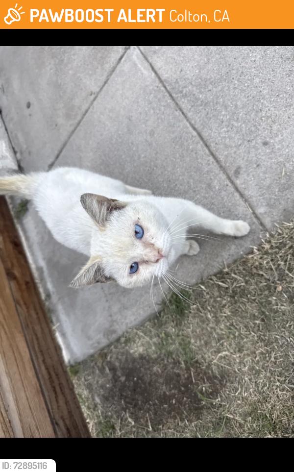 Found/Stray Male Cat last seen Between W B St and N 7th St, Colton, CA 92324