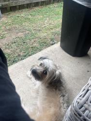Lost Male Dog last seen Flagship, DeSoto, TX 75115