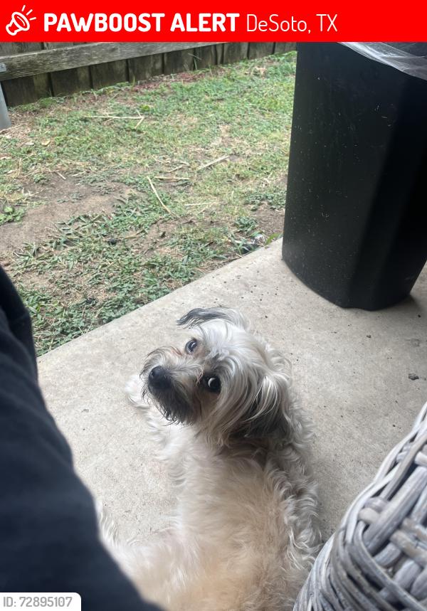 Lost Male Dog last seen Flagship, DeSoto, TX 75115