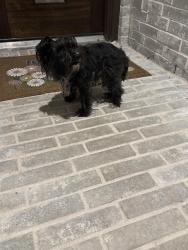Found/Stray Female Dog last seen Aspire Way & 242 , Conroe, TX 77301