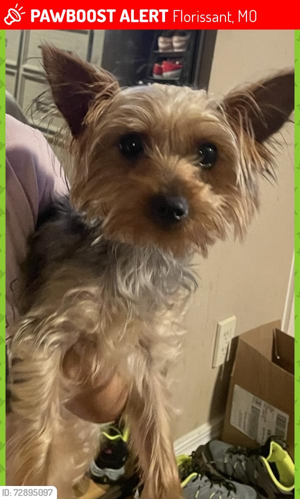 Lost Female Dog last seen Barkwood and Greenway Chase , Florissant, MO 63031