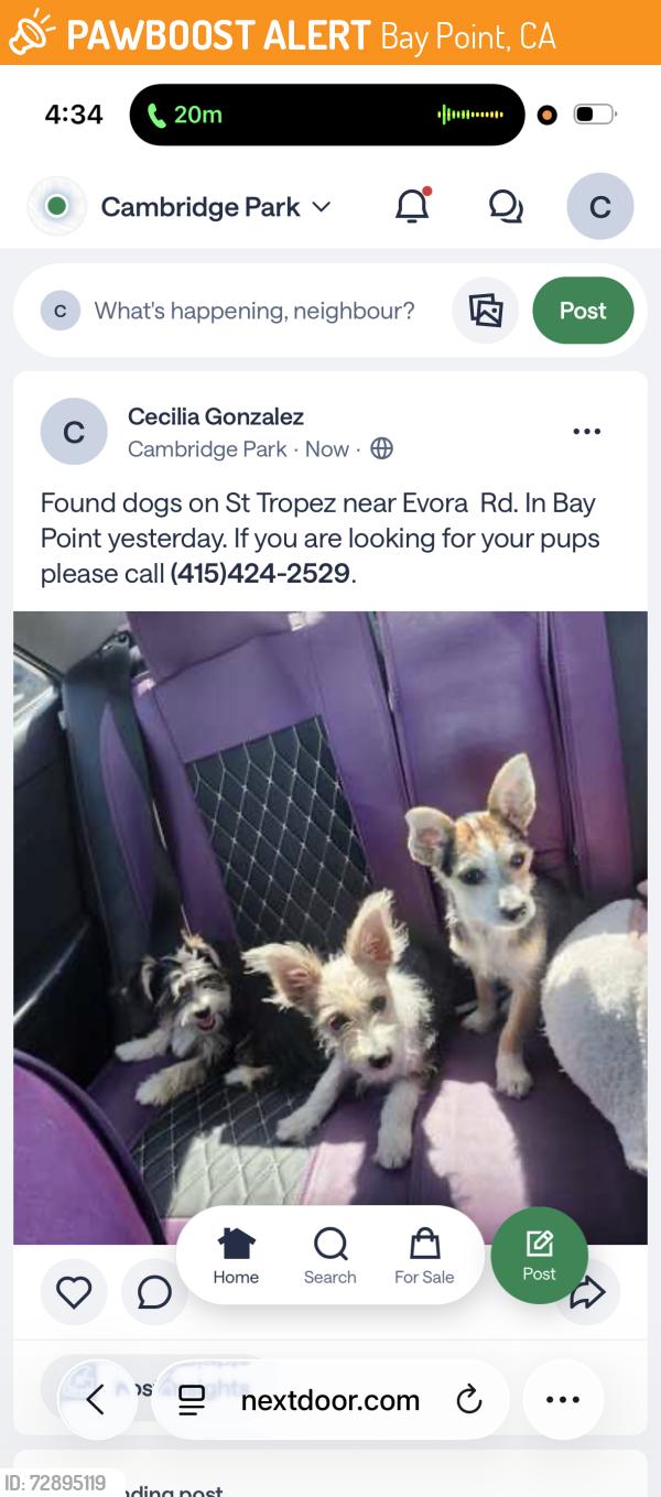 Found/Stray Unknown Dog last seen Evora Rd, Bay Point, CA 94565